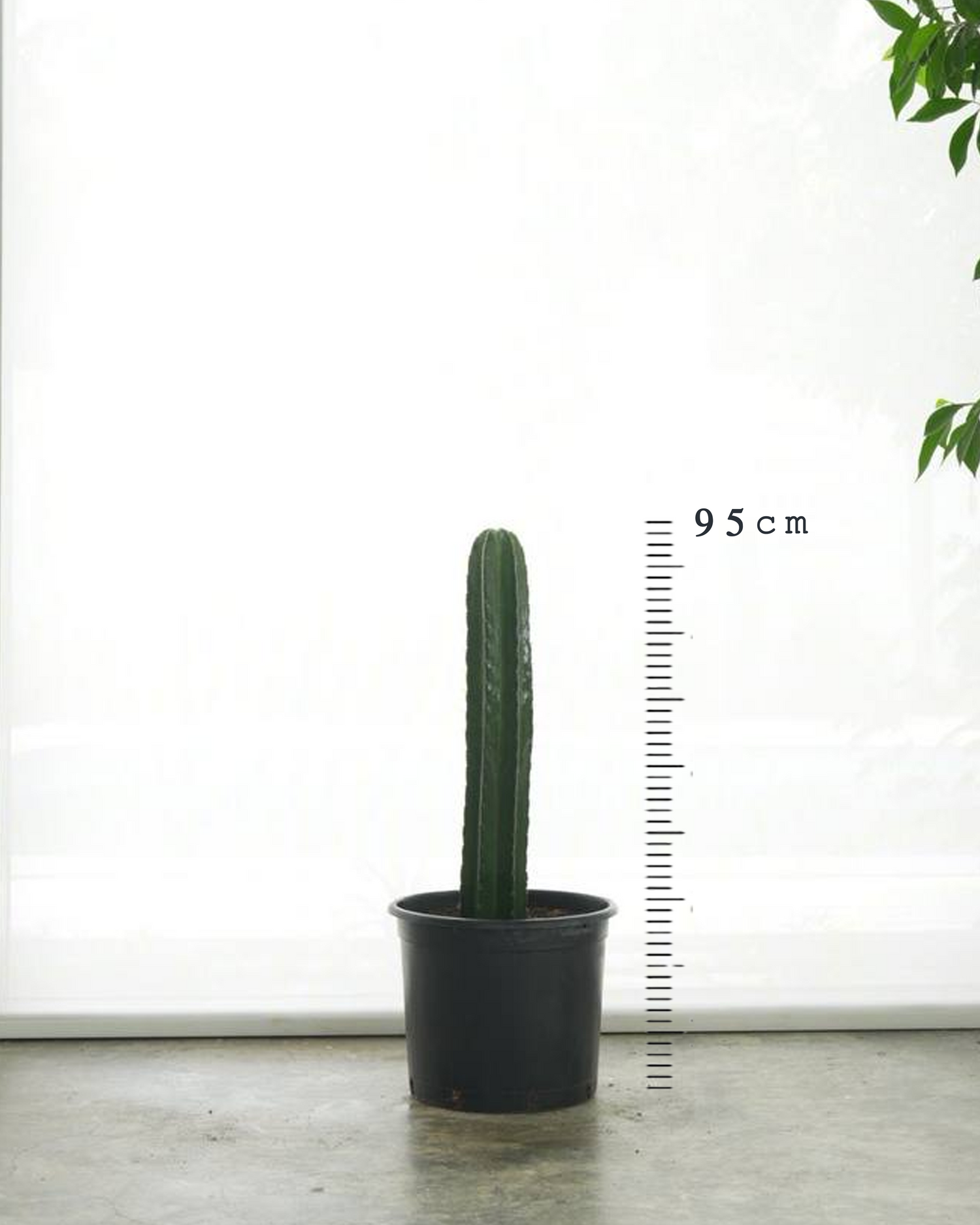 Columnar Cactus (Small Size)
