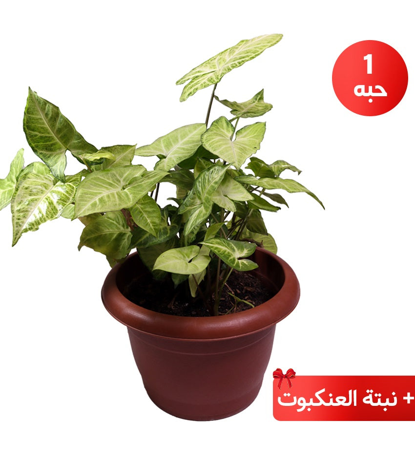 Syngonium + Green Schefflera + Ficus Benjamina