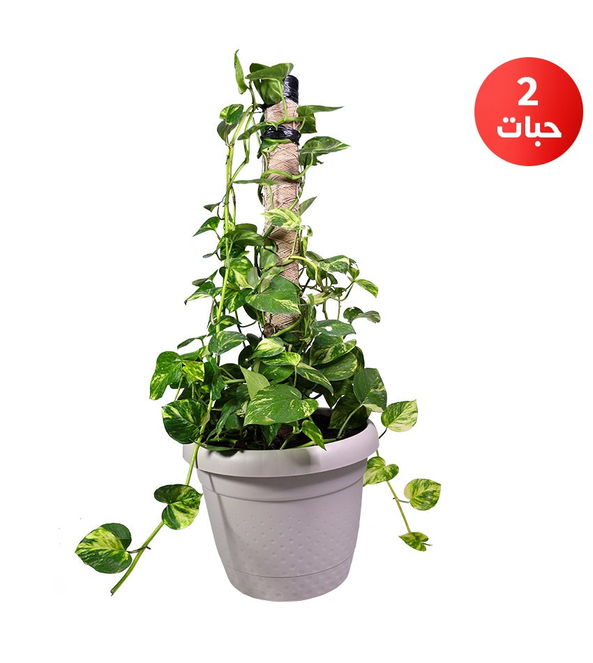 Pothos – 2 Plants + 1 Green Sansevieria