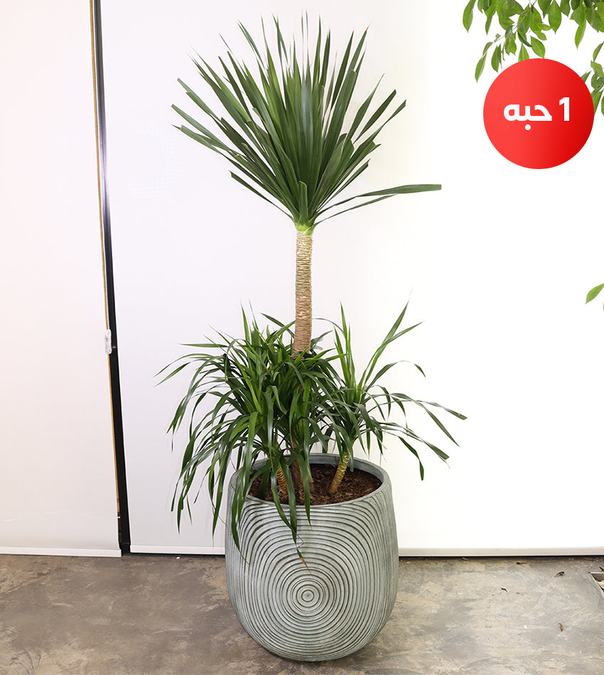 Large Dracaena Draco in a Concrete Pot