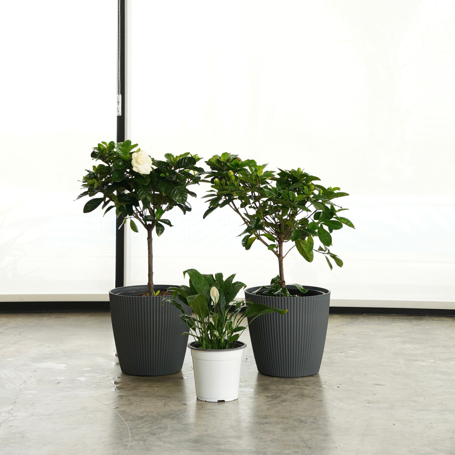 (2) Gardenia & Peace Lily