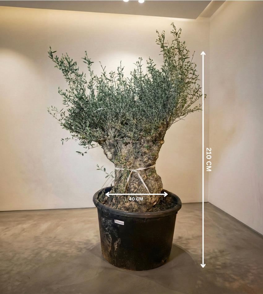 شجرة زيتون إسباني (حجم عملاق) – شموخ