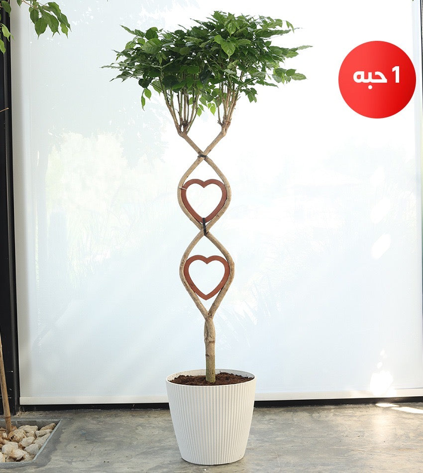 Chinese Bride (Heart Shaped)