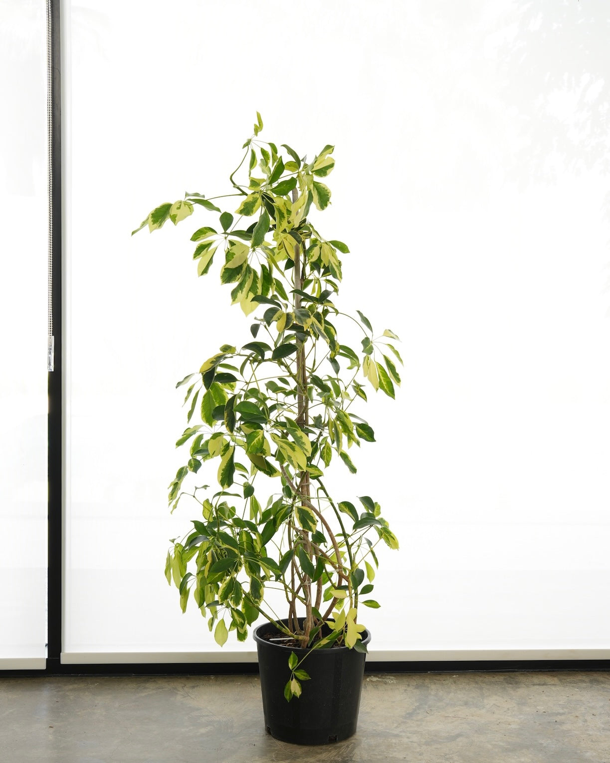 Schefflera Arboricola Variegata (Medium Size)