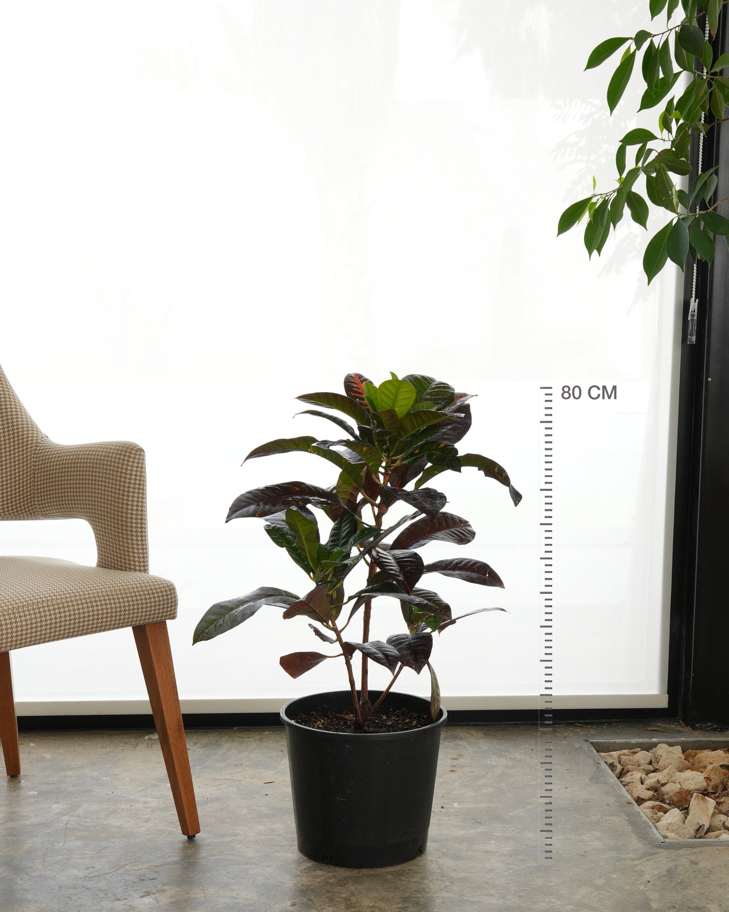 Croton (Small Size)
