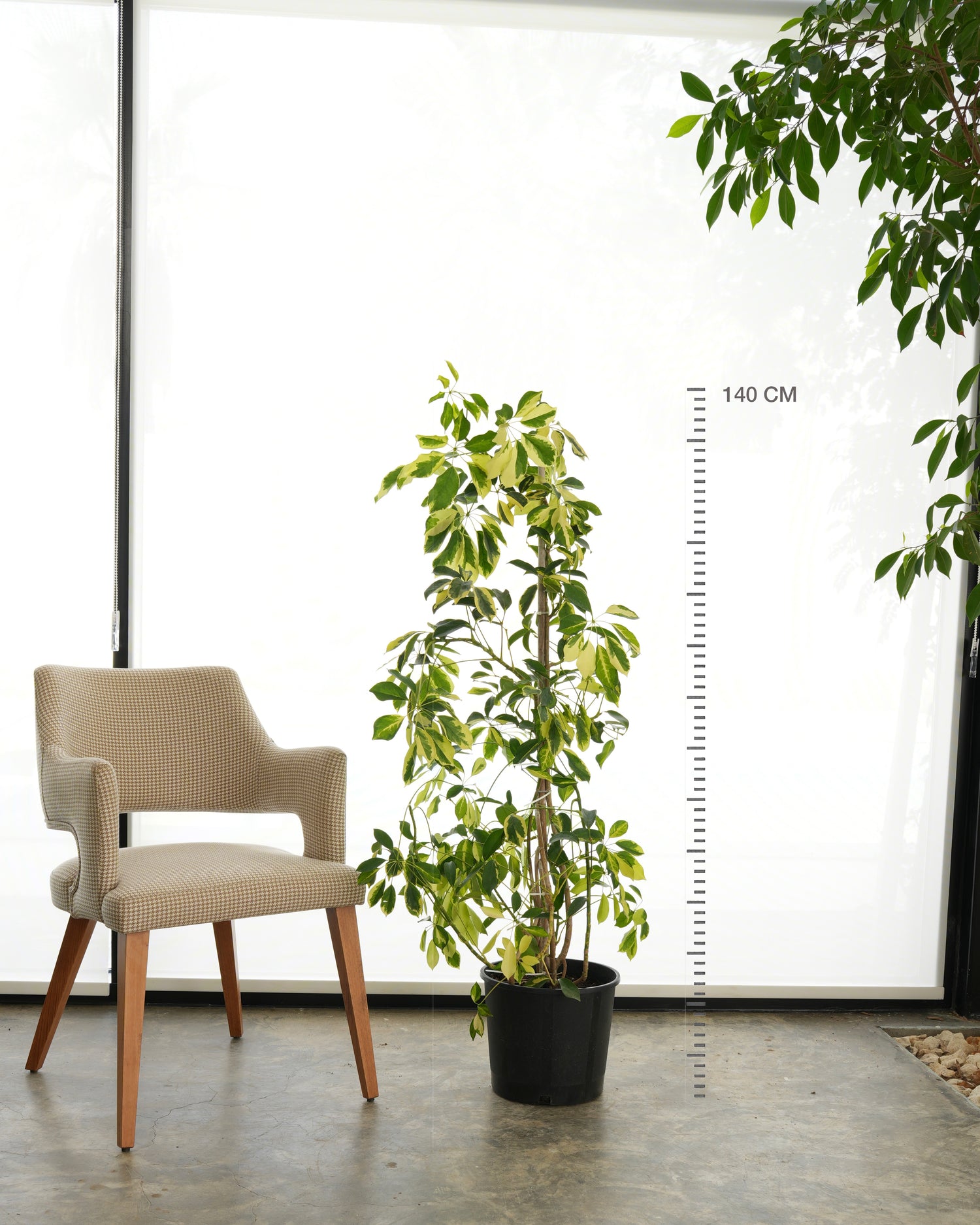 Schefflera Arboricola Variegata (Medium Size)