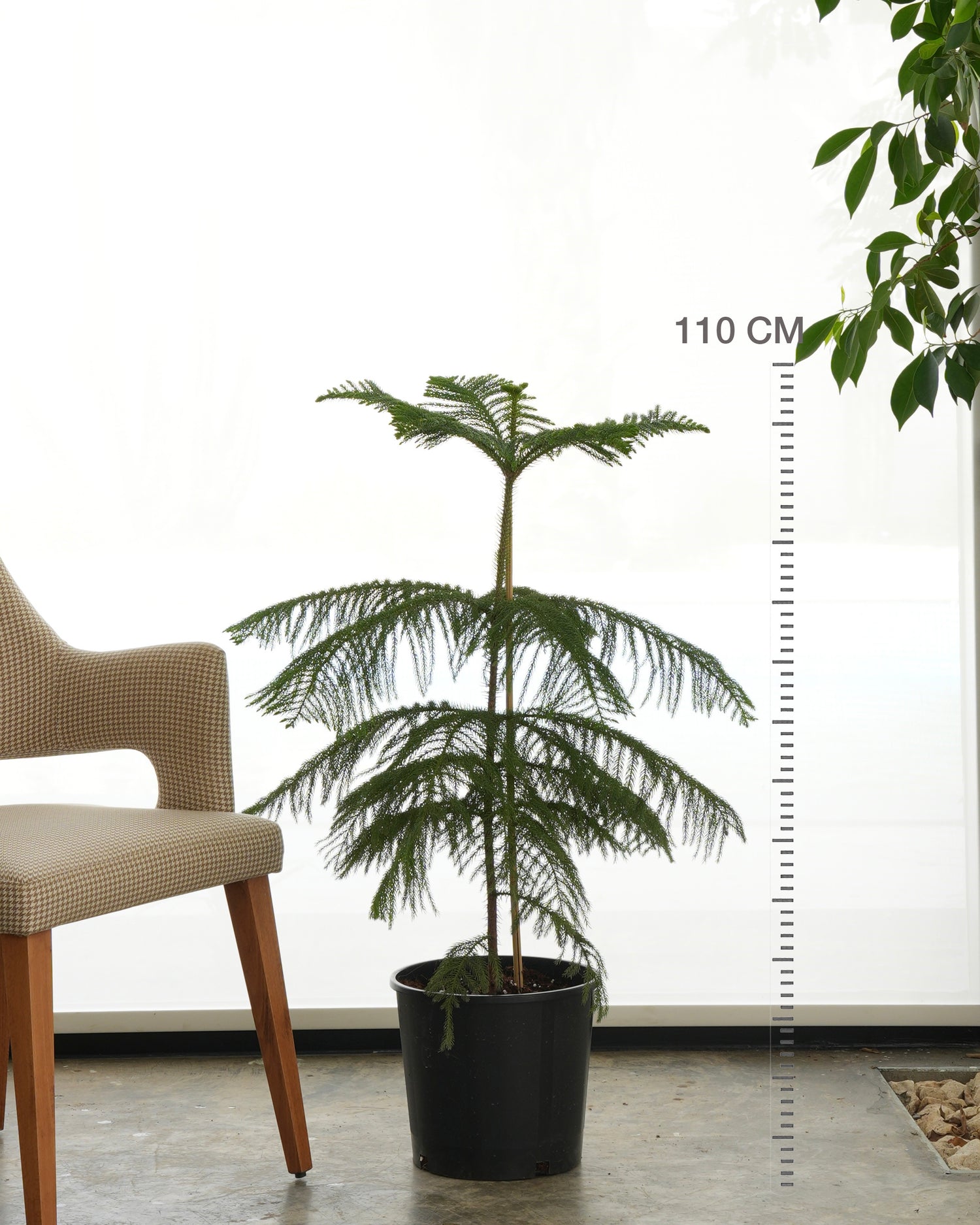Araucaria (Medium Size)