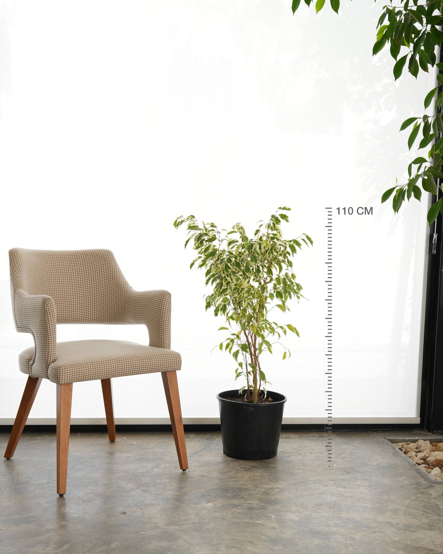 Ficus Benjamina Variegata (Medium Size)