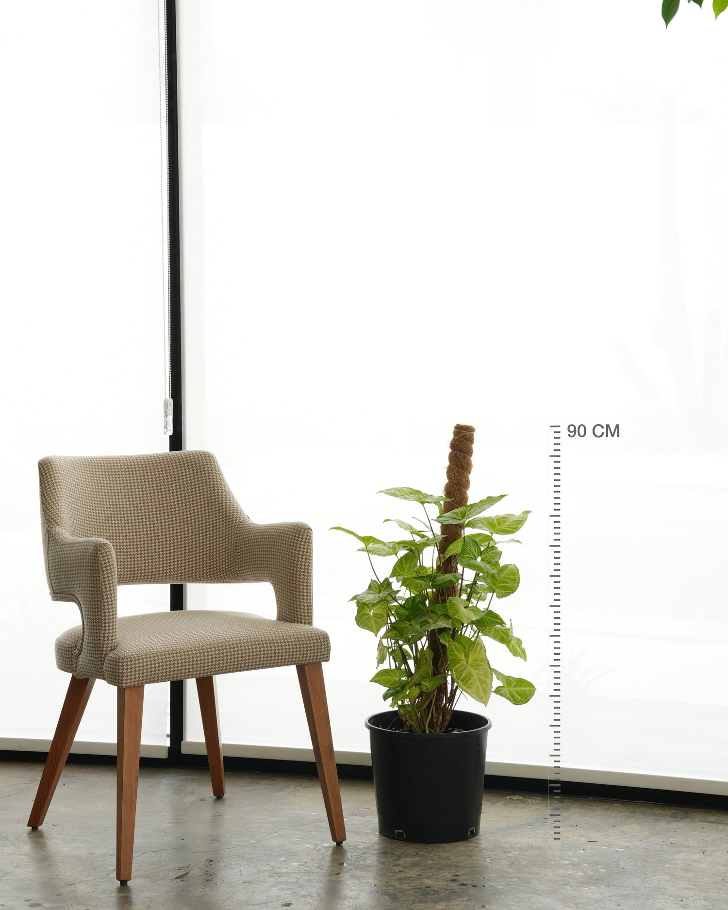 Syngonium (Medium Size)
