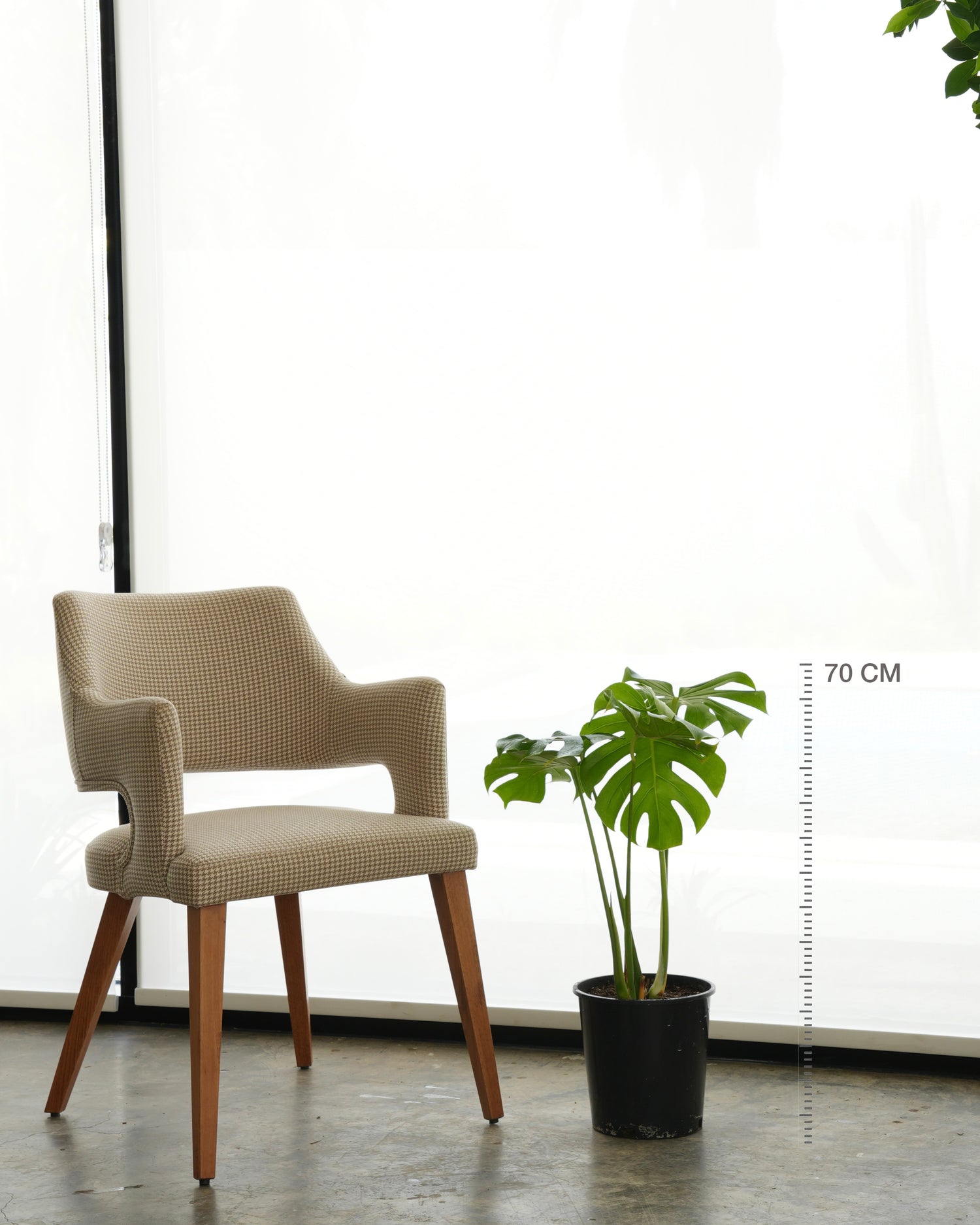 Monstera (Small Size)