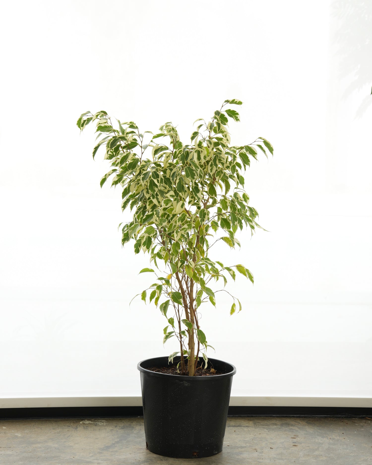 Ficus Benjamina Variegata (Medium Size)