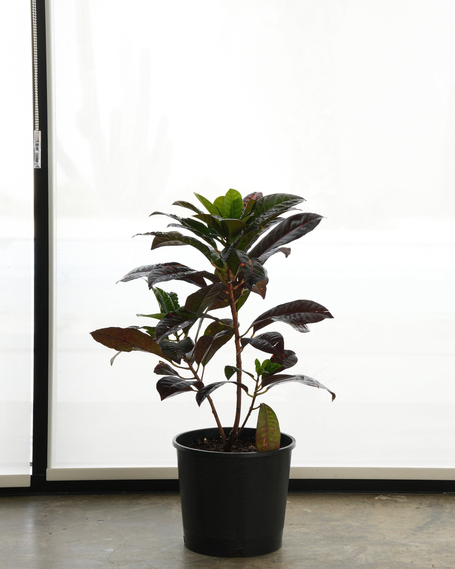 Croton (Small Size)