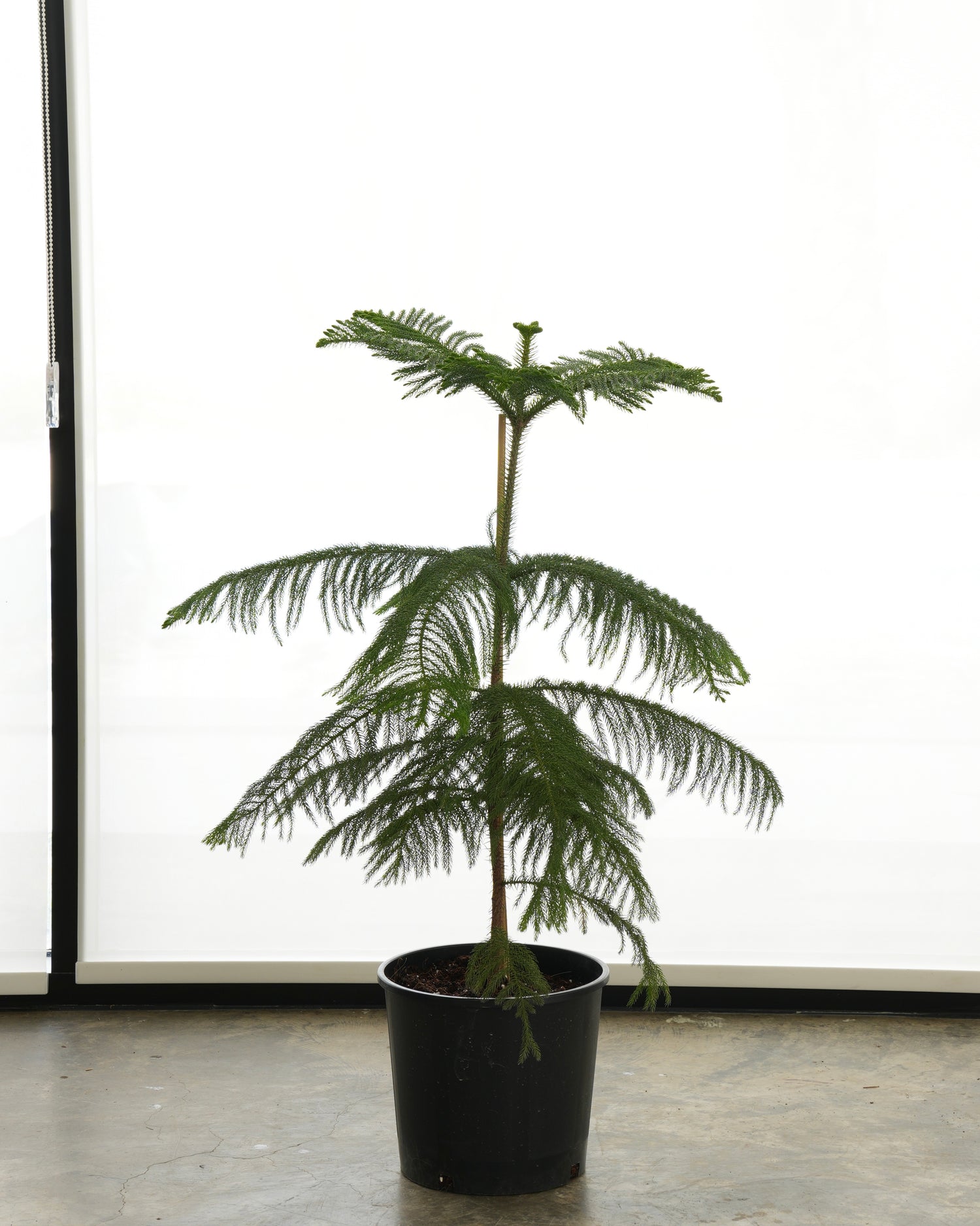 Araucaria (Medium Size)