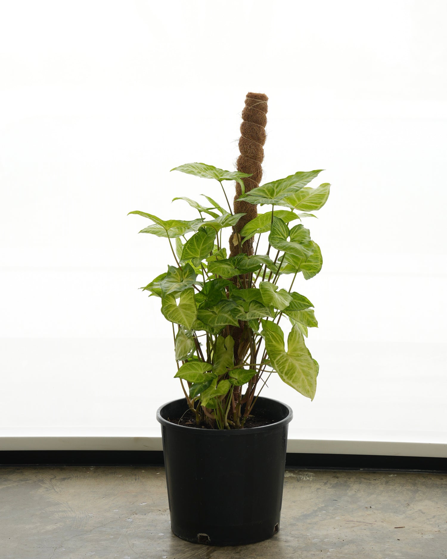 Syngonium (Medium Size)