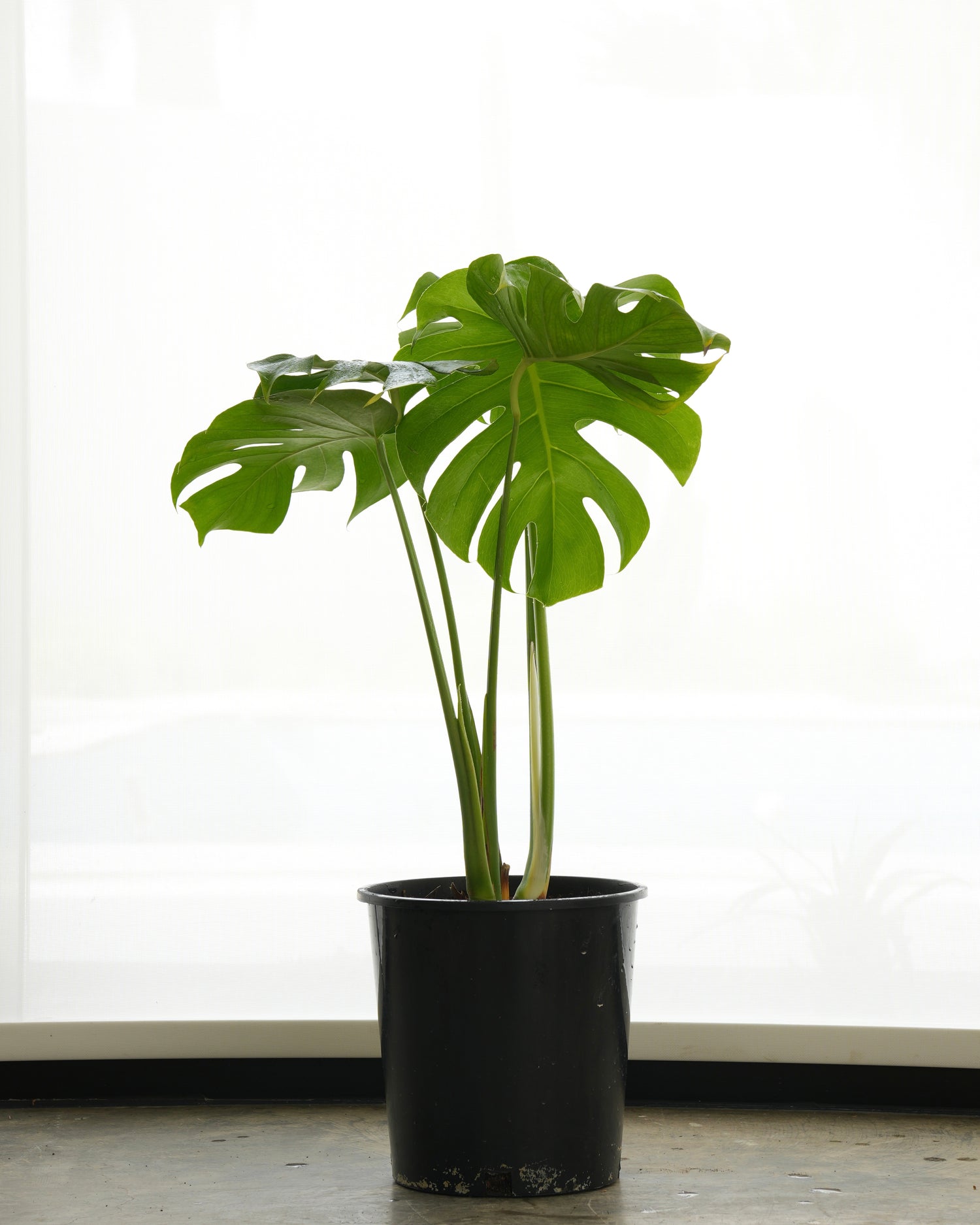 Monstera (Small Size)
