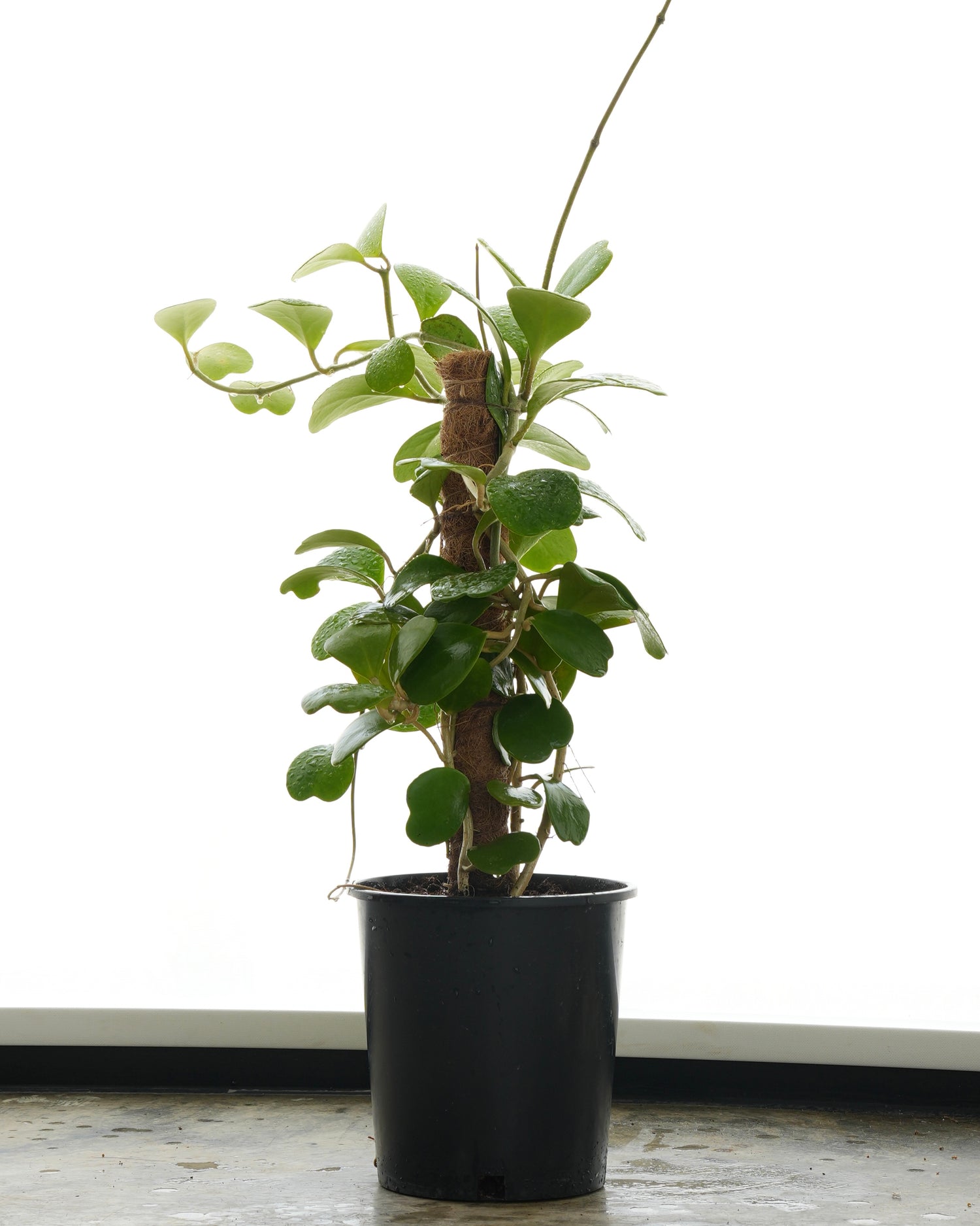 Hoya Carnosa – Climbing Plant (Small Size)