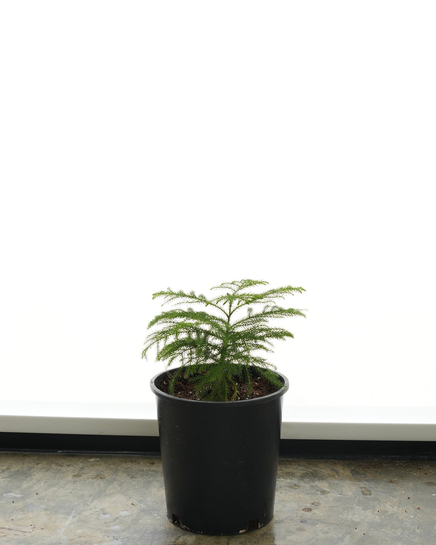 Araucaria (Small Size)