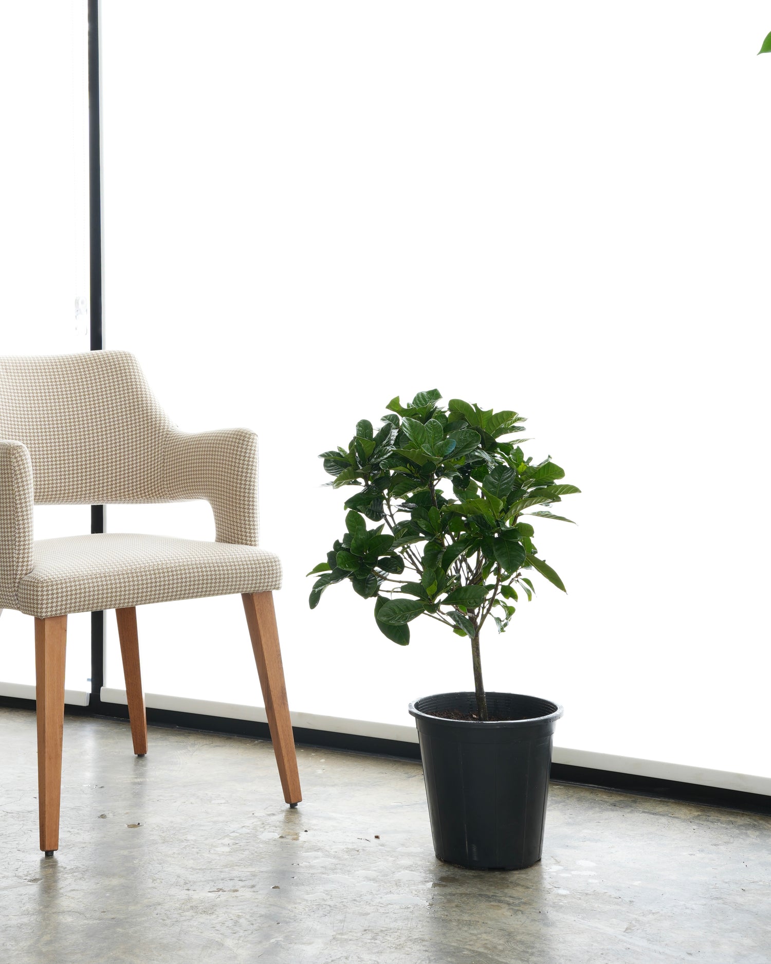 جاردينيا (حجم صغير)