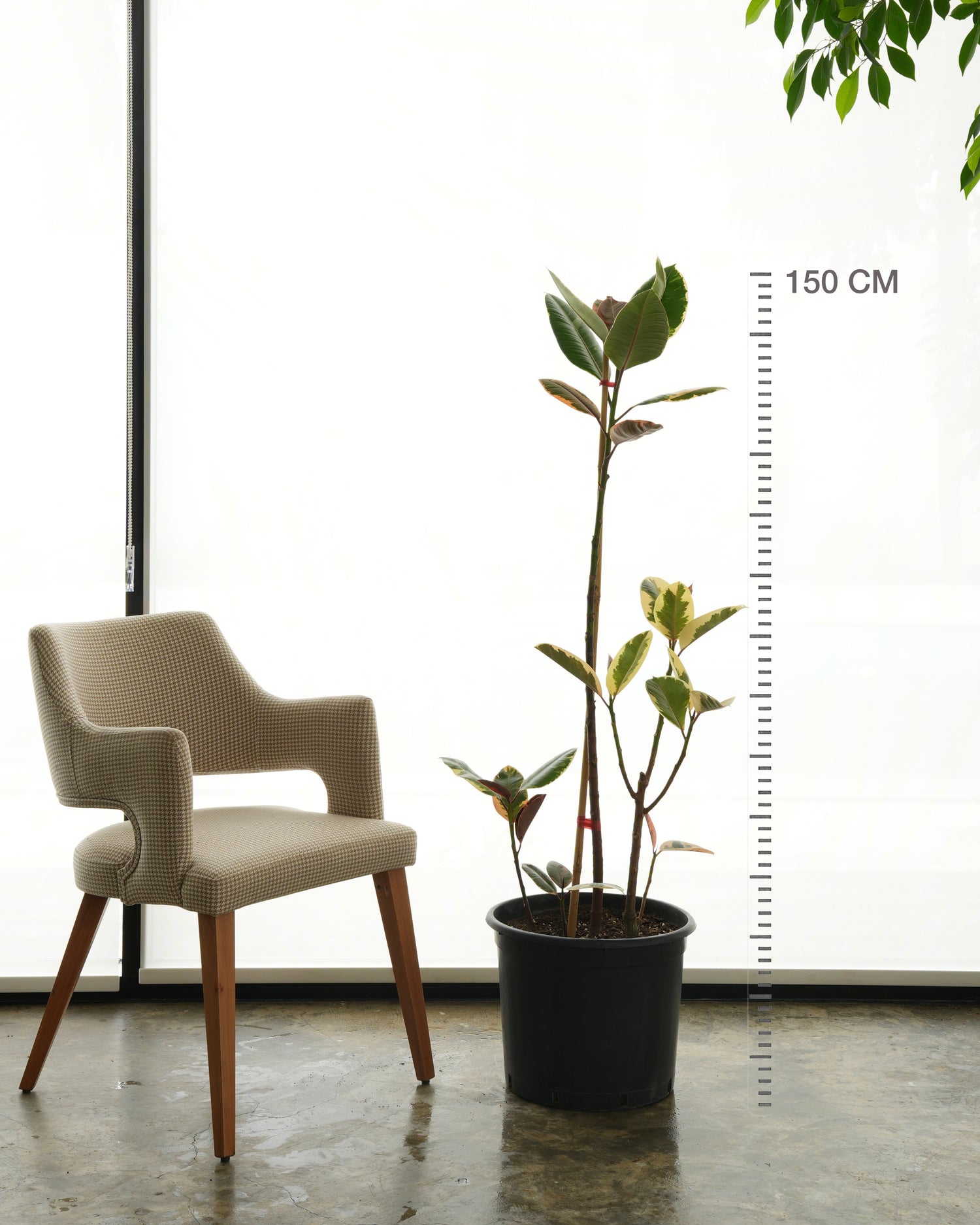 فيكس مطاط مبرقش (حجم كبير)