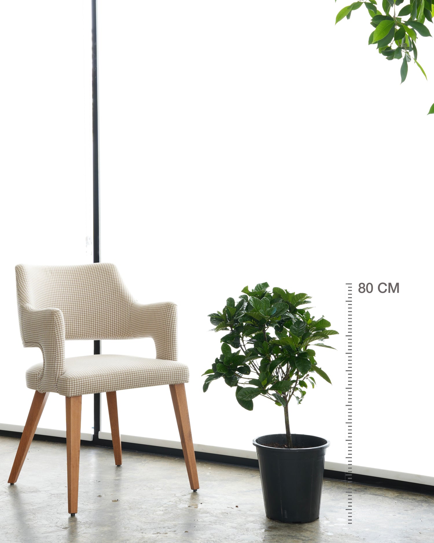 جاردينيا (حجم صغير)