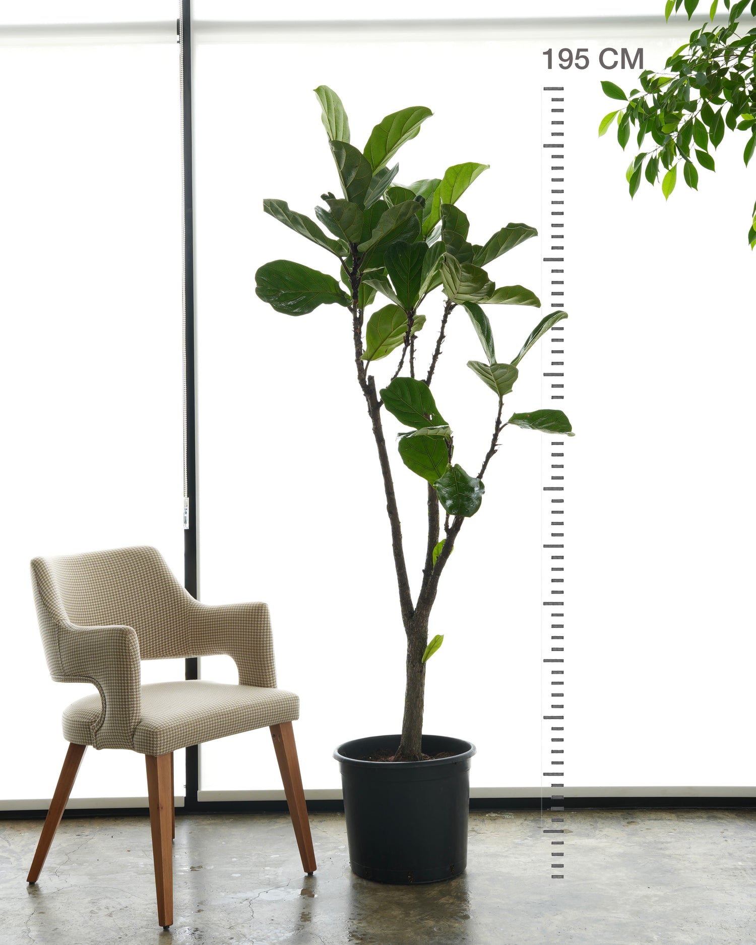 فيكس ليراتا (حجم عملاق)