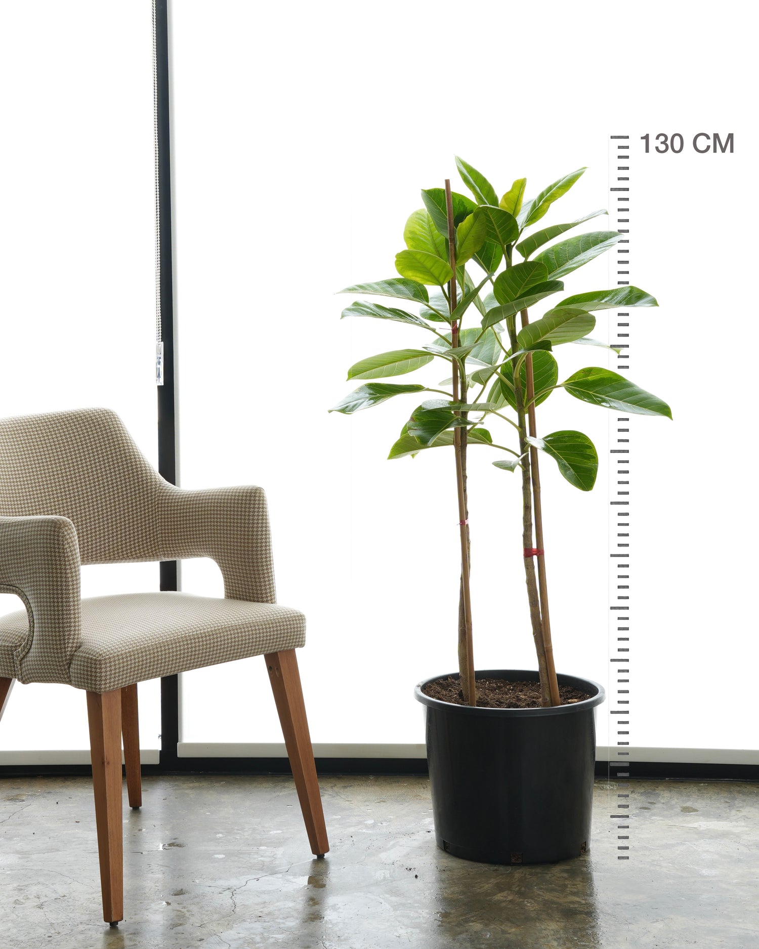 فيكس ألتيزيما (حجم وسط)