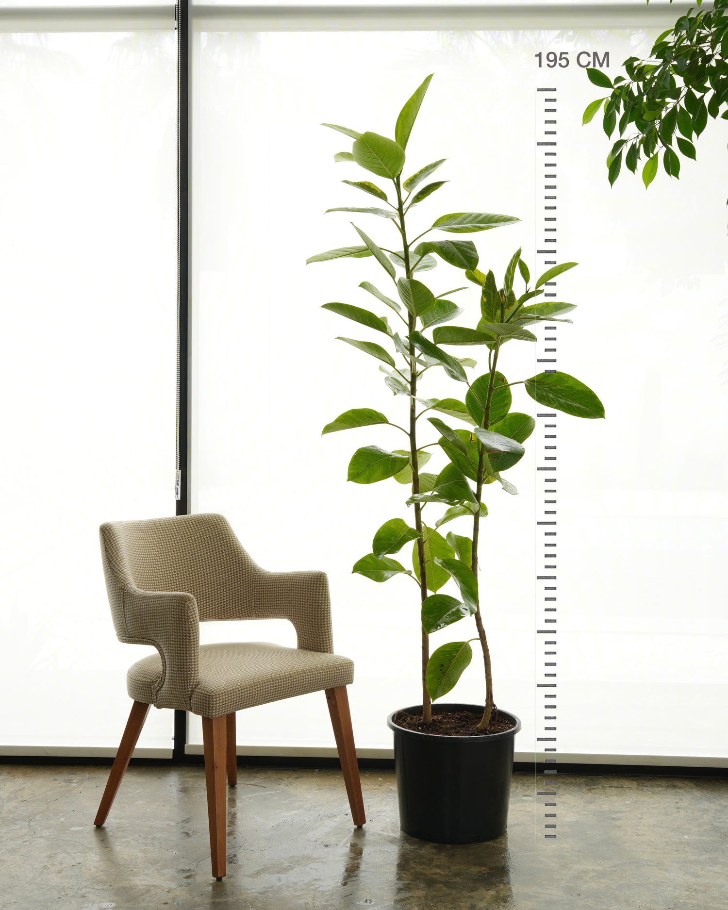 Ficus Altissima (Large Size)