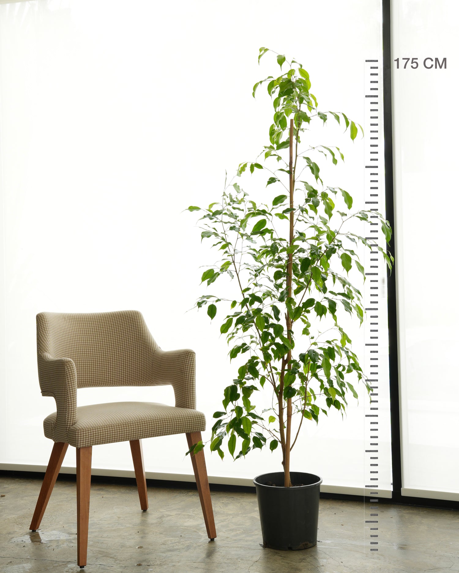 Ficus Benjamina (Large Size)