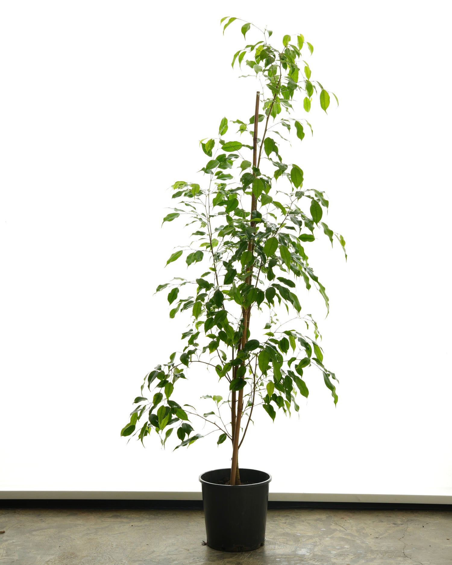 Ficus Benjamina (Large Size)