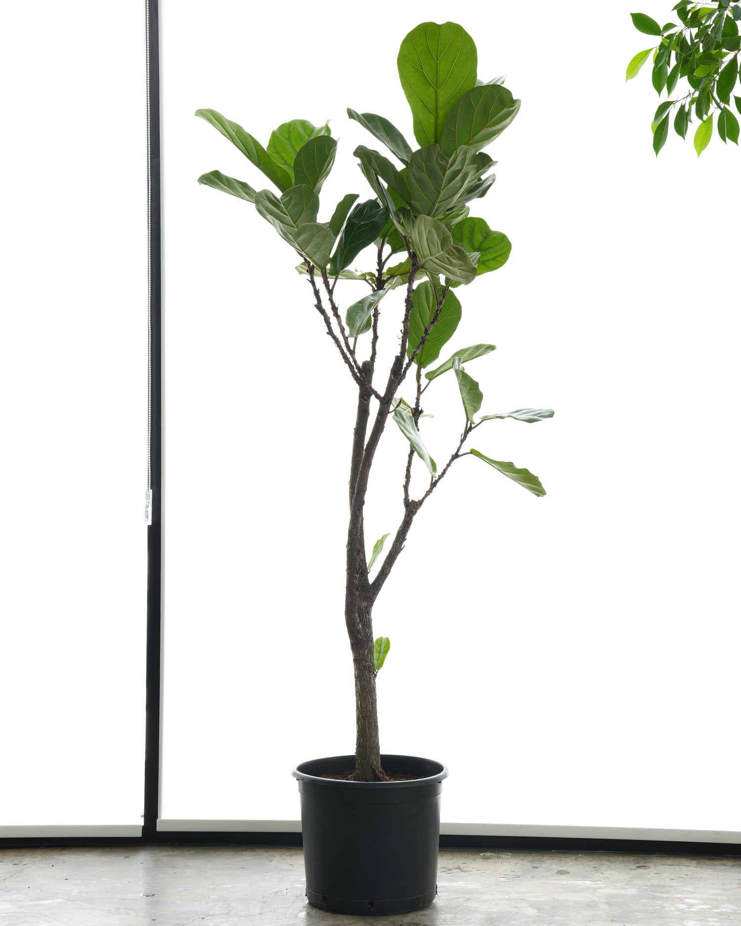 فيكس ليراتا (حجم عملاق)