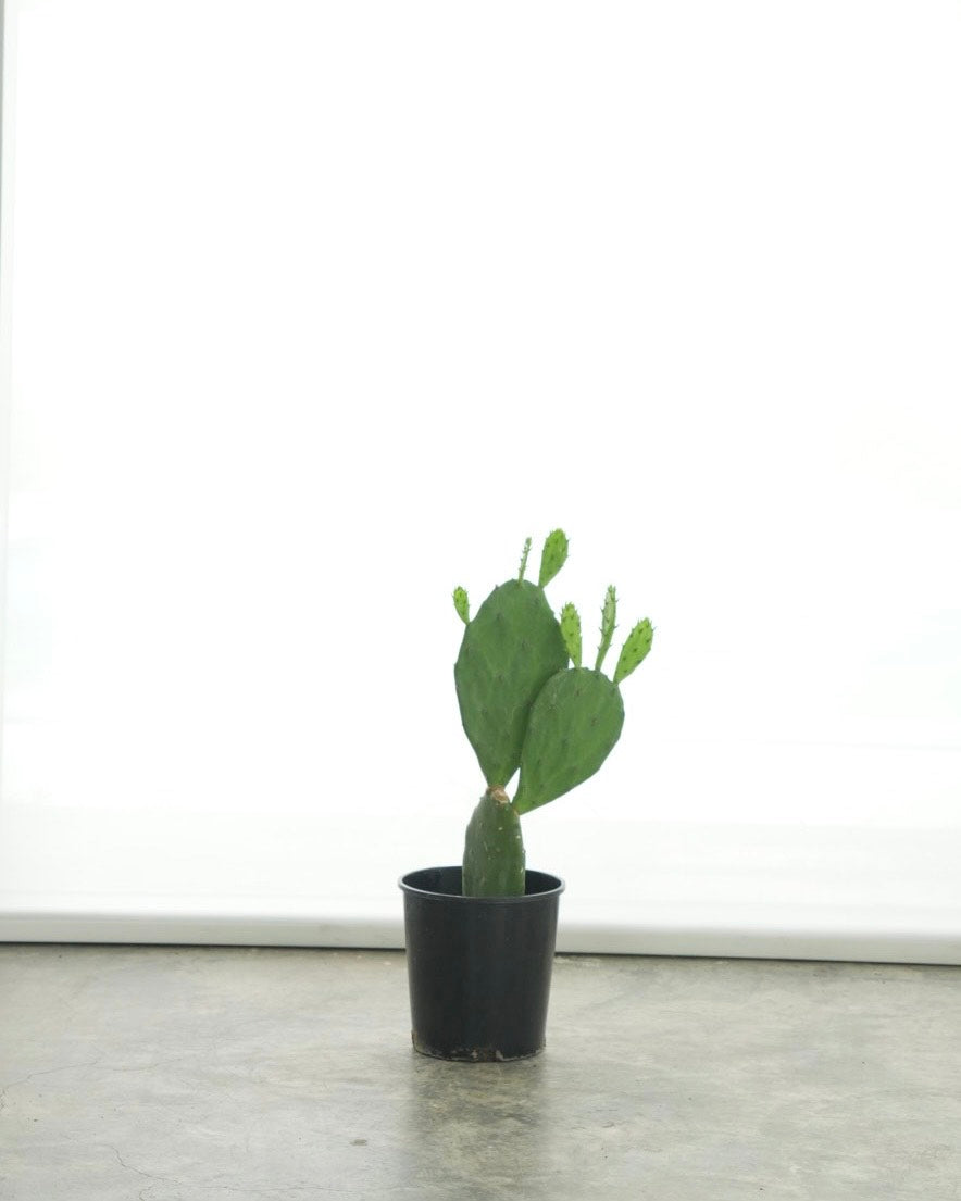 Opuntia Ficus-Indica (Small Size)