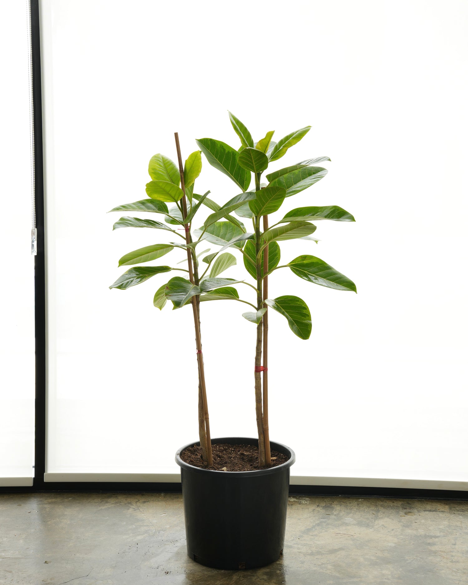 فيكس ألتيزيما (حجم وسط)