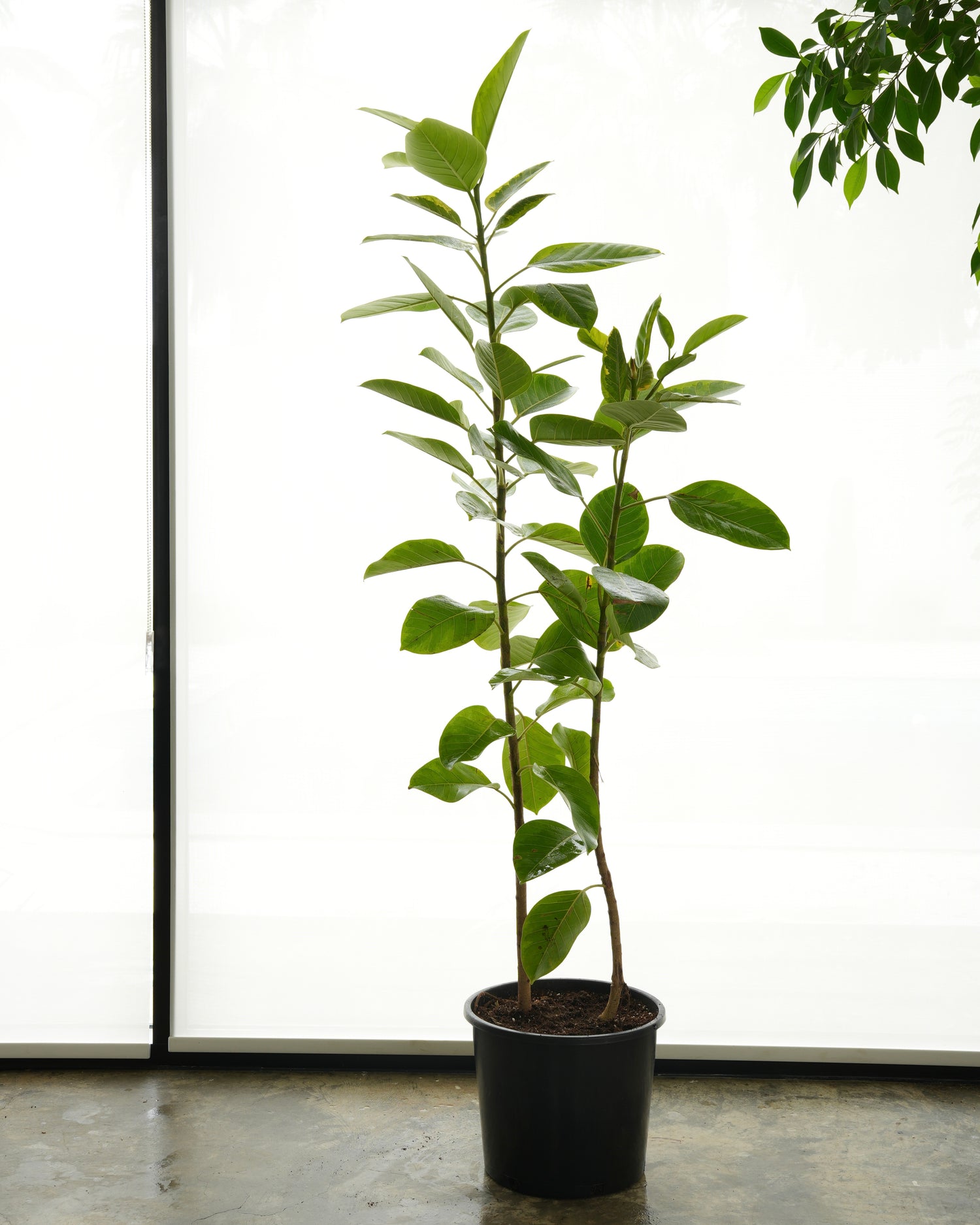 Ficus Altissima (Large Size)