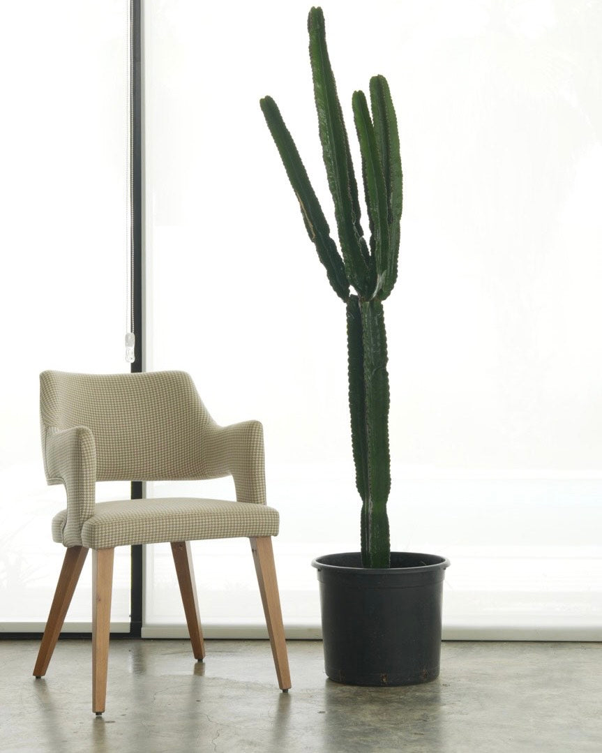 Euphorbia Ingens (Large Size)