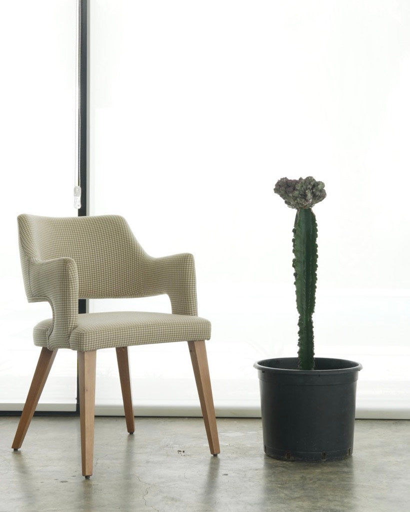 Coral Cactus (Medium Size)