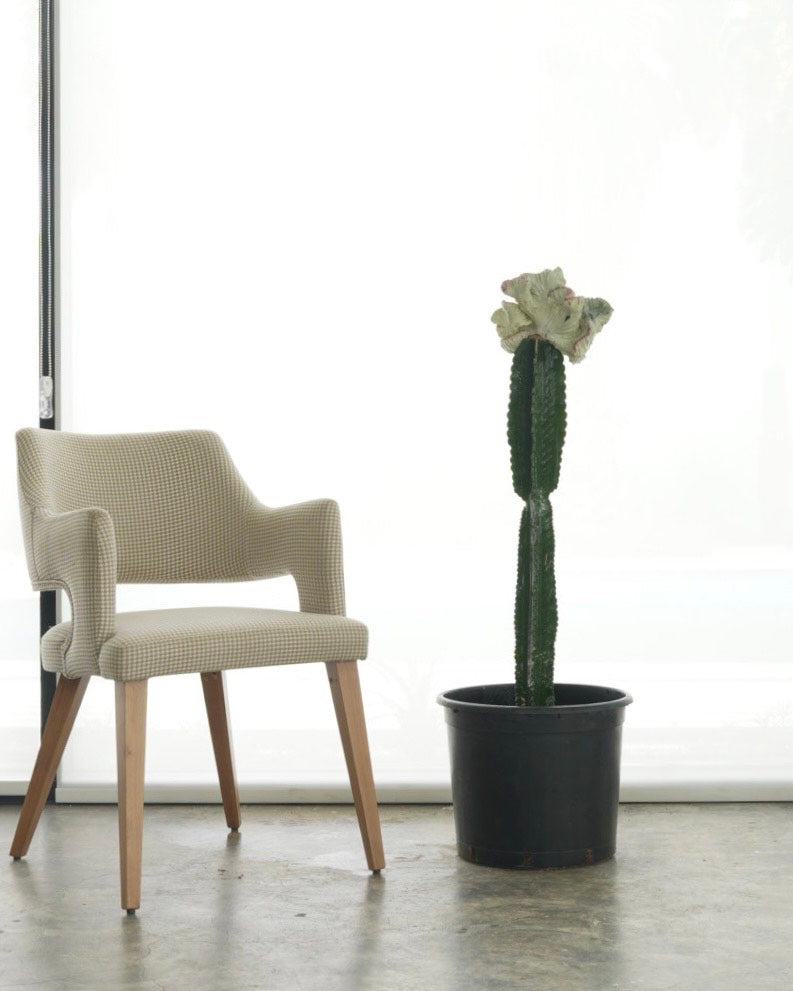 Coral Cactus (Medium Size)
