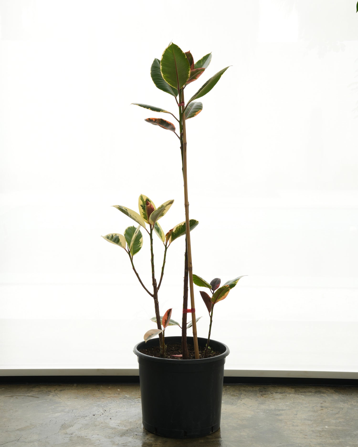 فيكس مطاط مبرقش (حجم كبير)