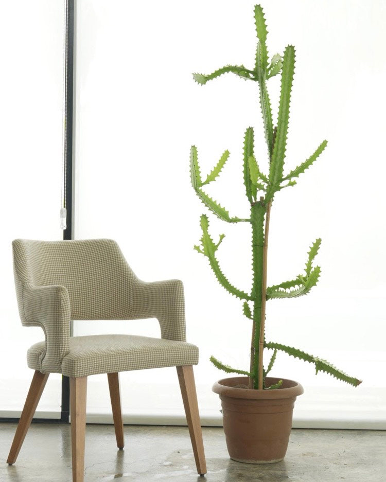 Dragon Bones Cactus (Large Size)