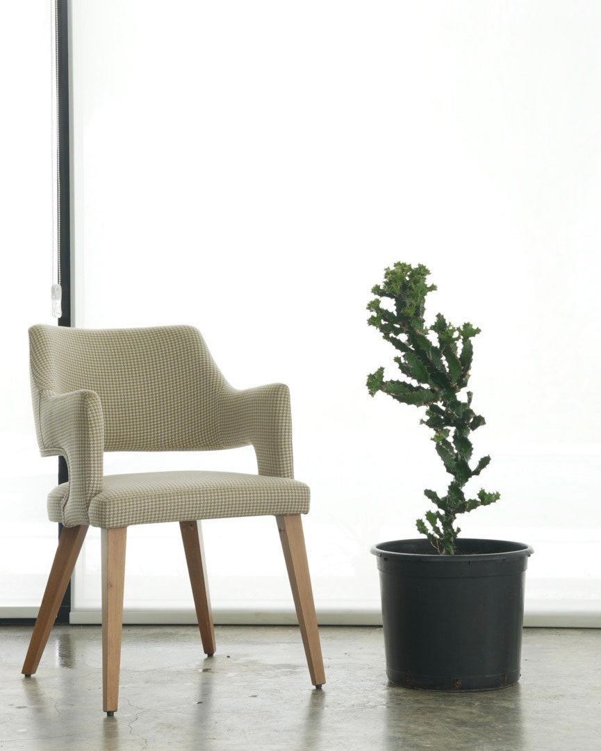 Coral Cactus (Medium Size)