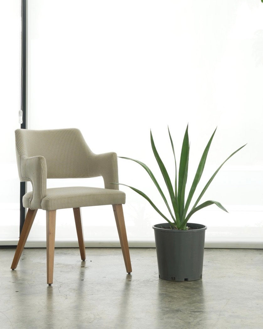 Agave (Small Size)