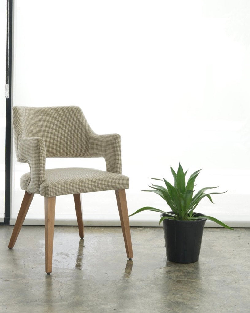 Agave Attenuata (Small Size)