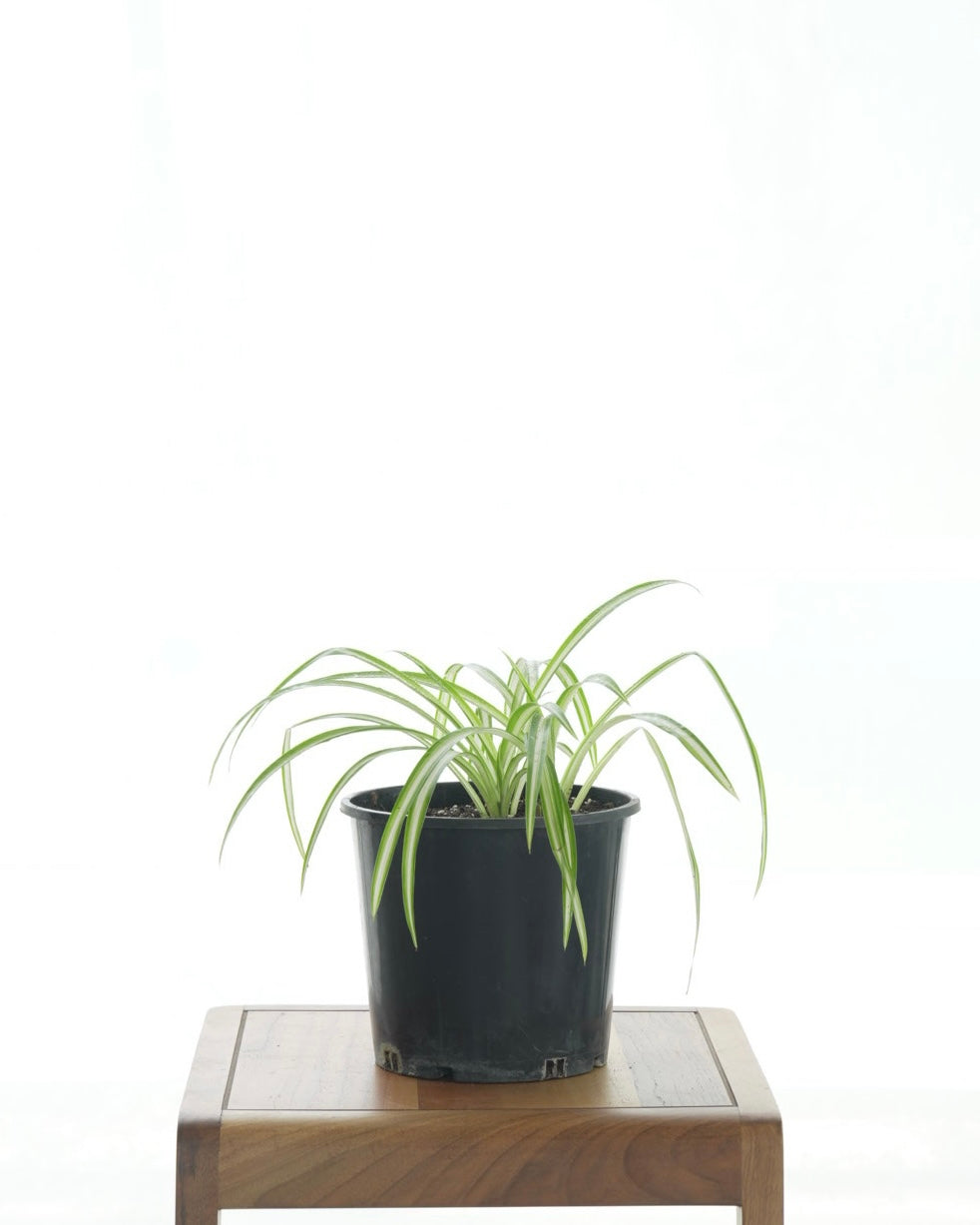 Spider Plant (Small Size)