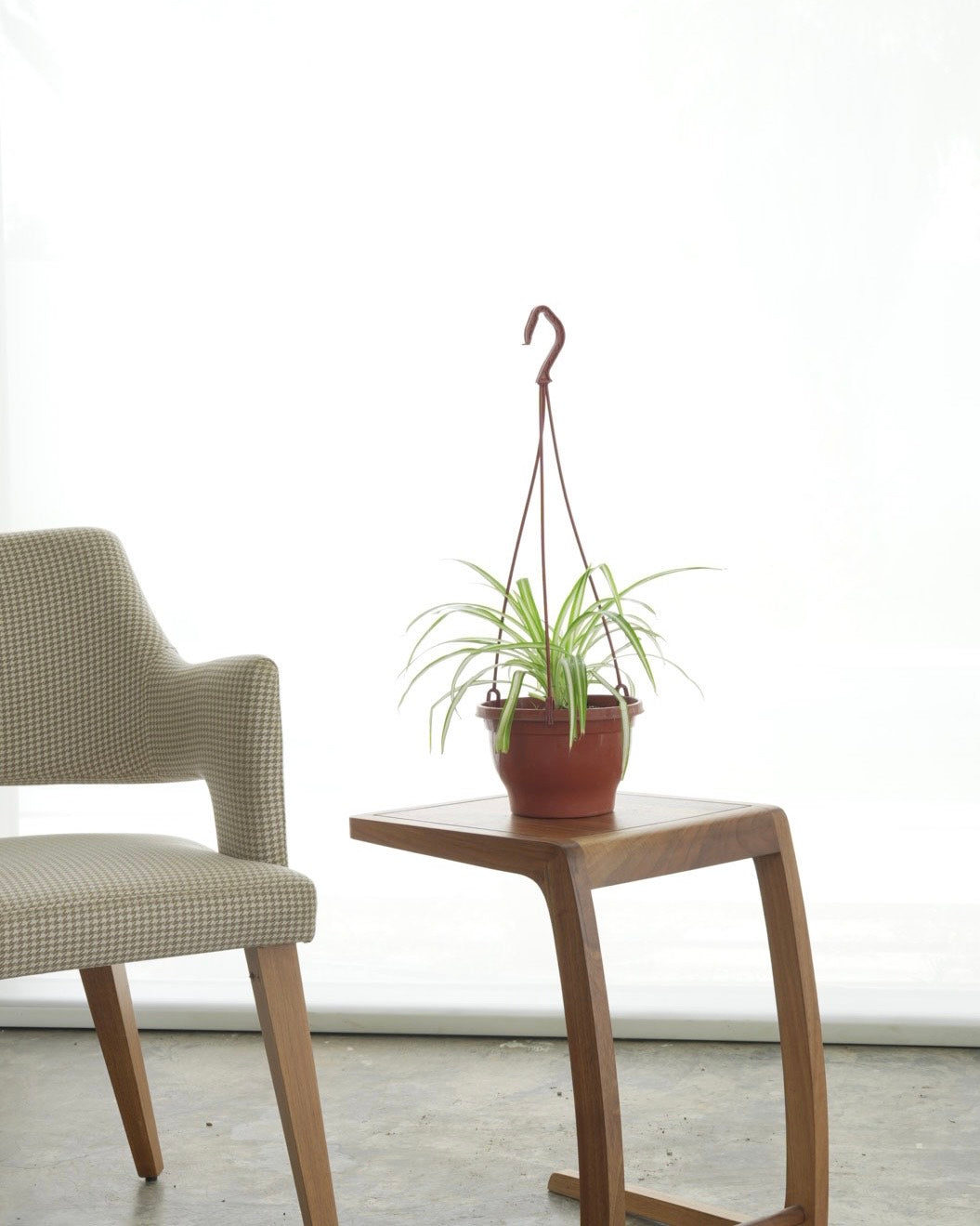 Hanging Spider Plant (Small Size)