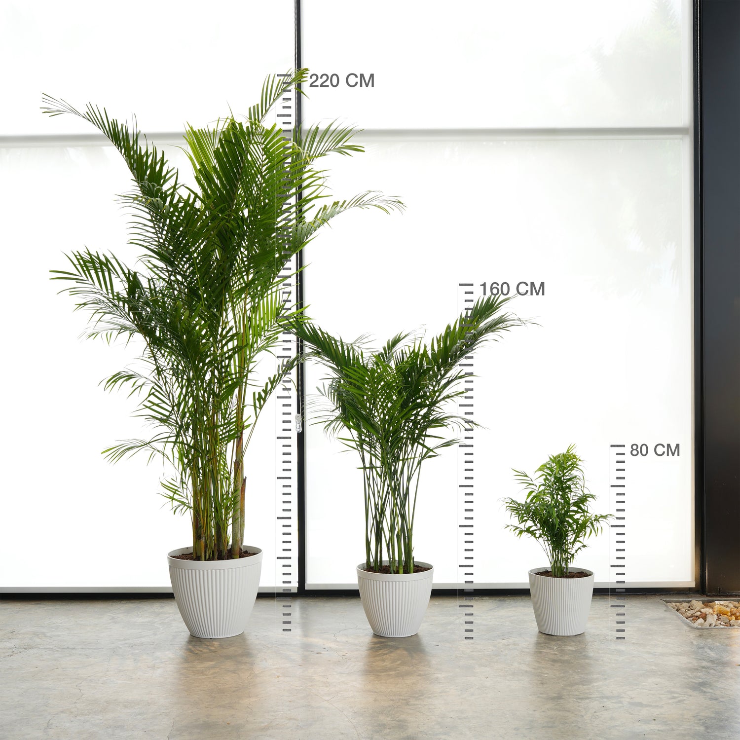 أريكا، كنتيا، و شمدوريا