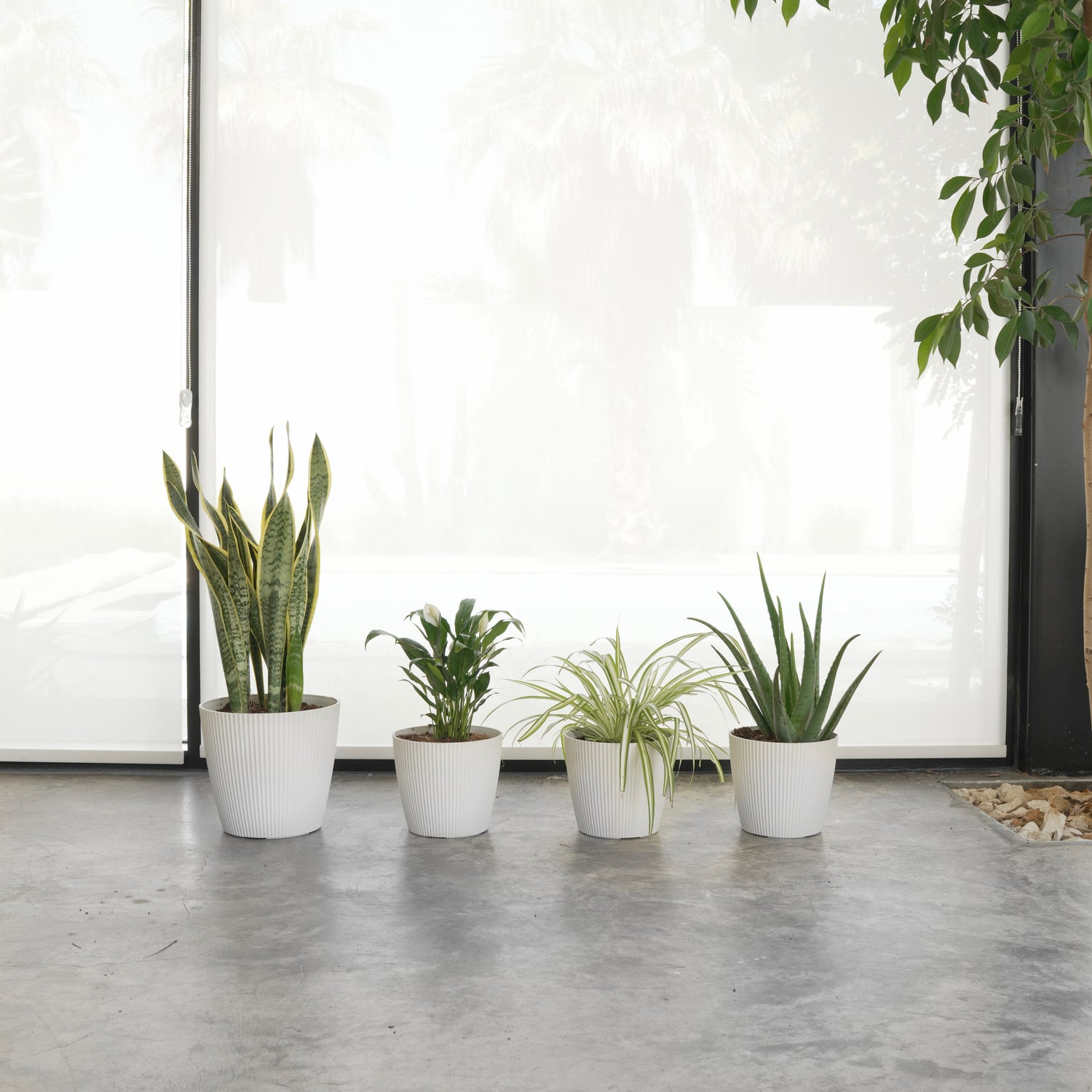 جلد النمر، زنبق السلام، نبتة العنكبوت، و الألوفيرا