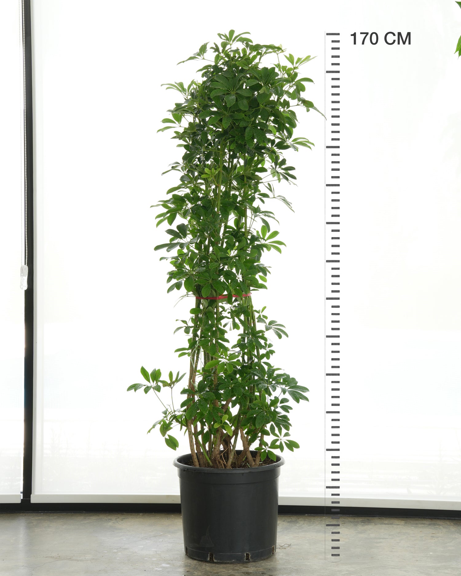Schefflera Arboricola (Large Size)