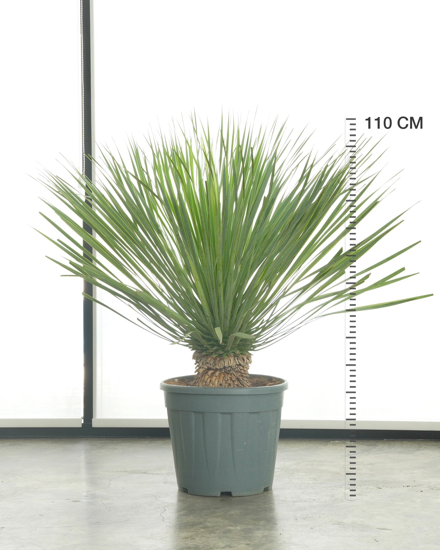 Yucca Rostrata (Medium Size)