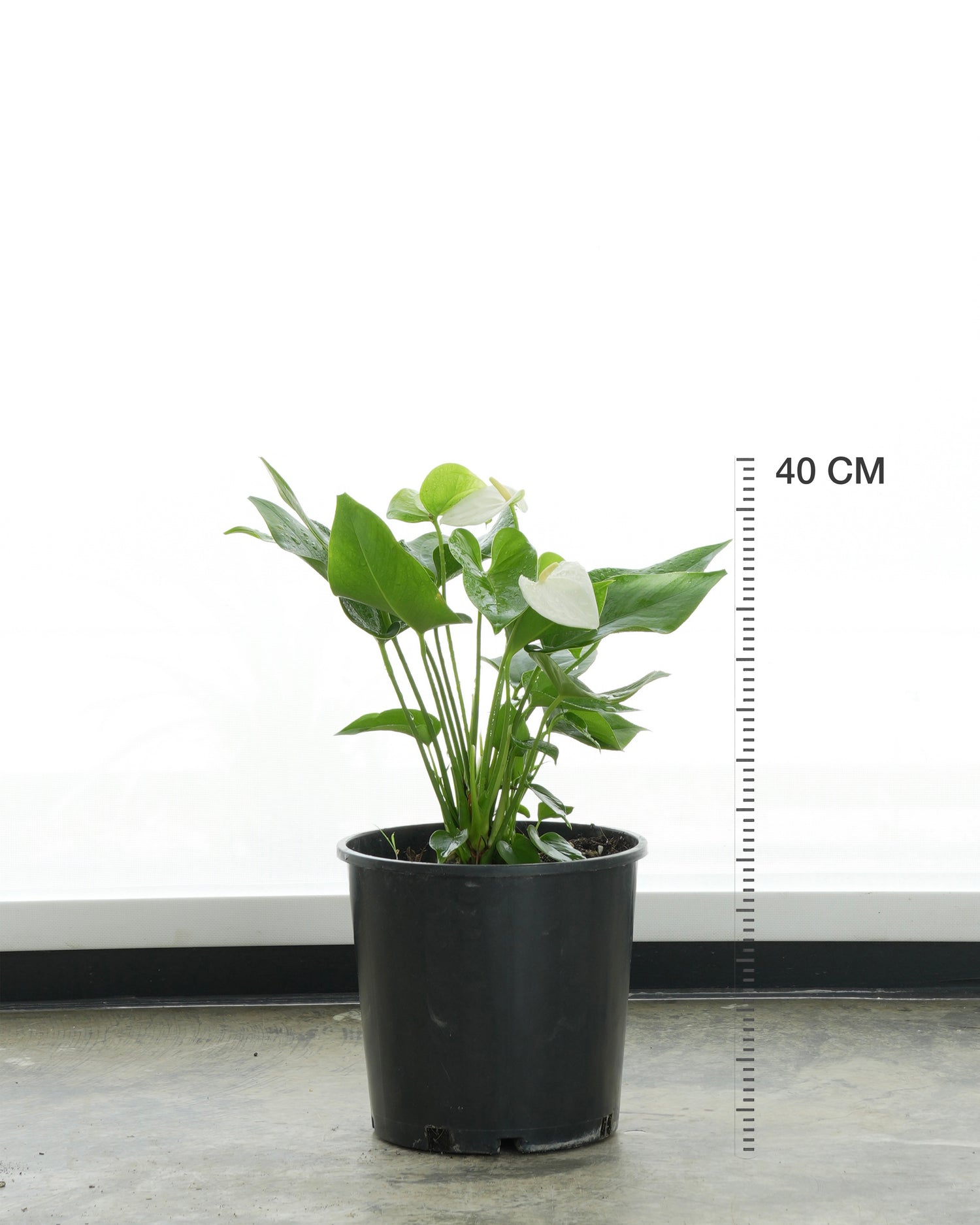 Anthurium (Small Size)