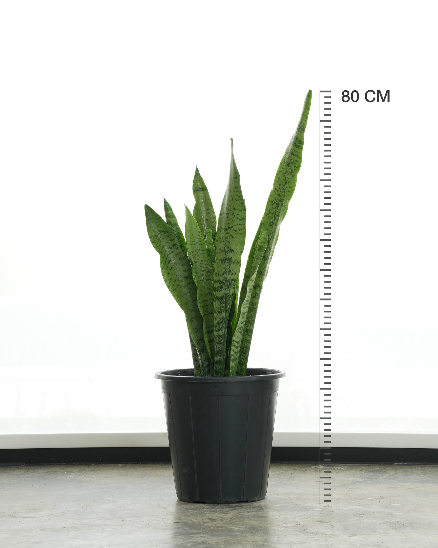 Snake Plant (Small Size)