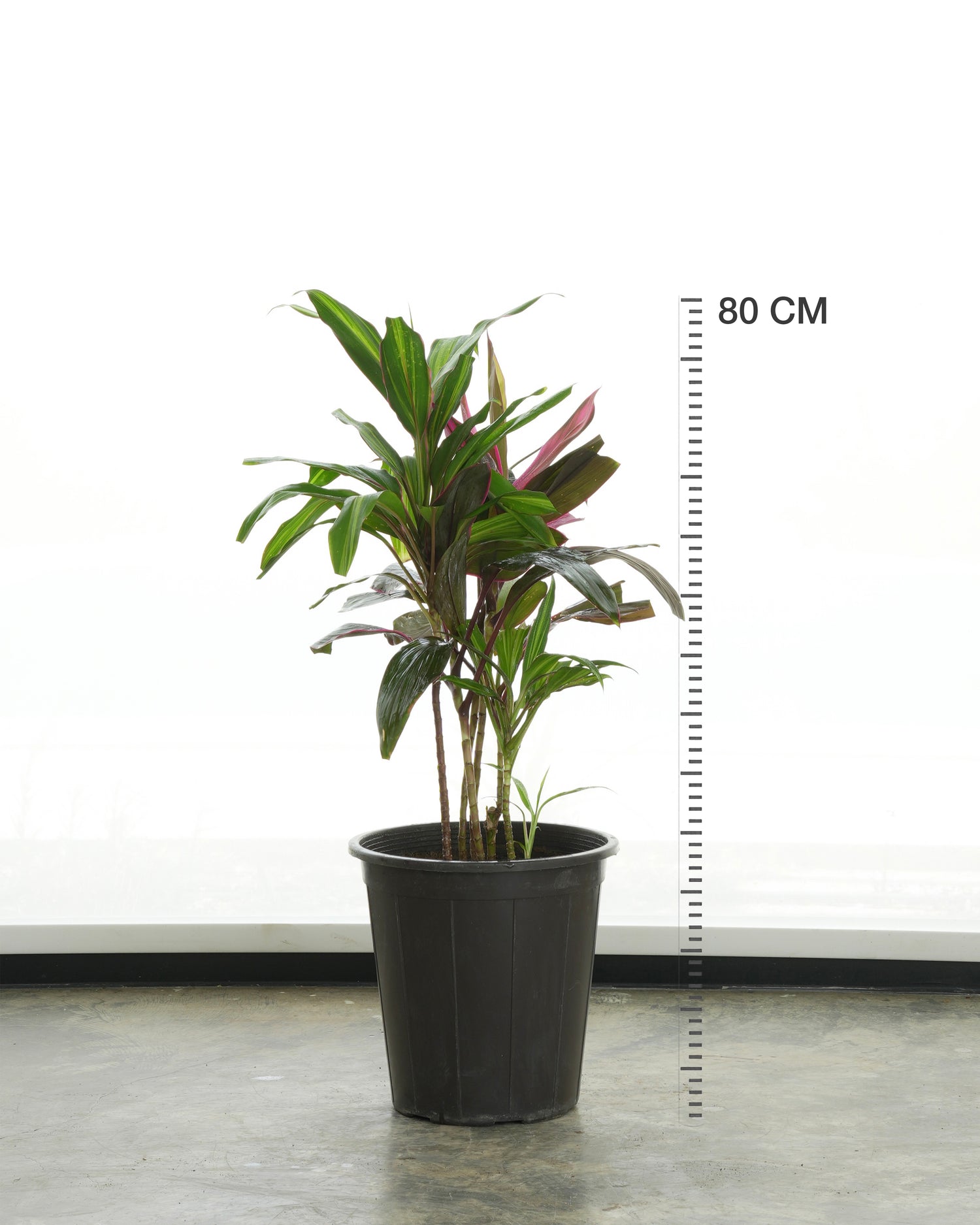 Cordyline Red (Small Size)